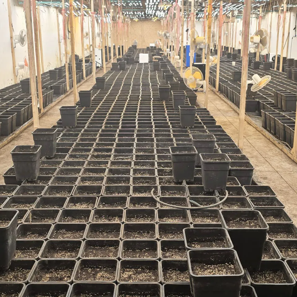 MUP: Otkrivena laboratorija marihuane kod Smedereva, zaplenjeno oko pola tone droge (FOTO)
