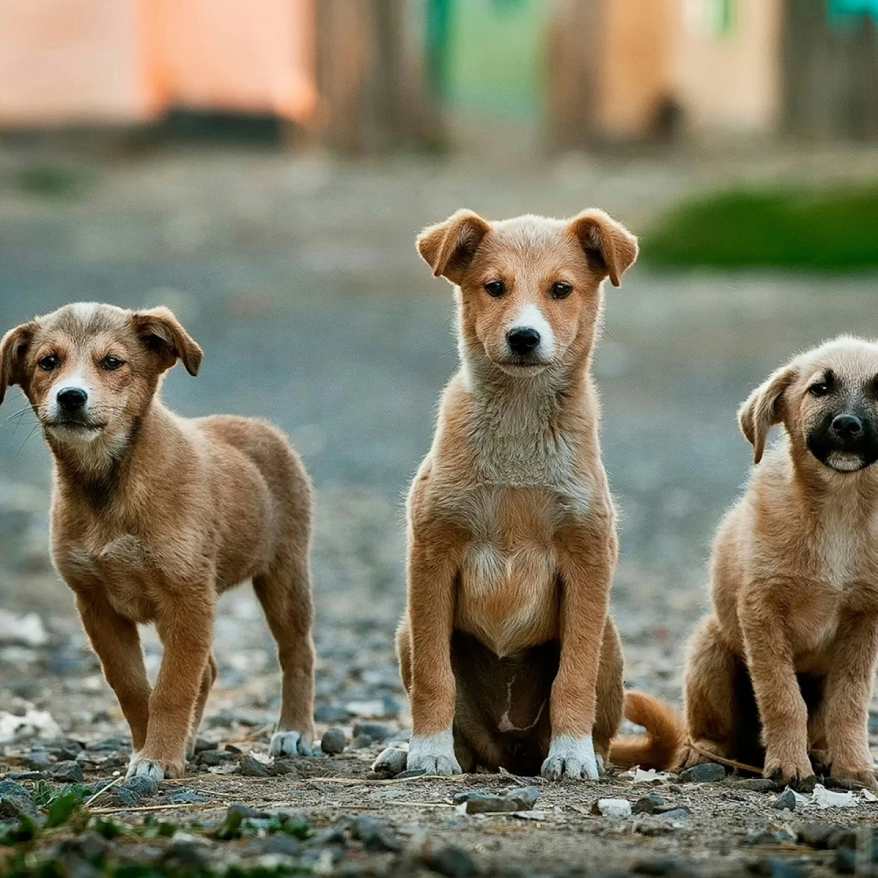 Veterinar upozorava: Posuda vode može spasiti život lutalicama tokom toplotnog talasa (VIDEO)