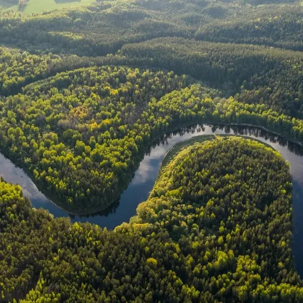 "Svetska pluća" na putu ka oporavku: Drastično smanjeno krčenje šuma u Amazoniji