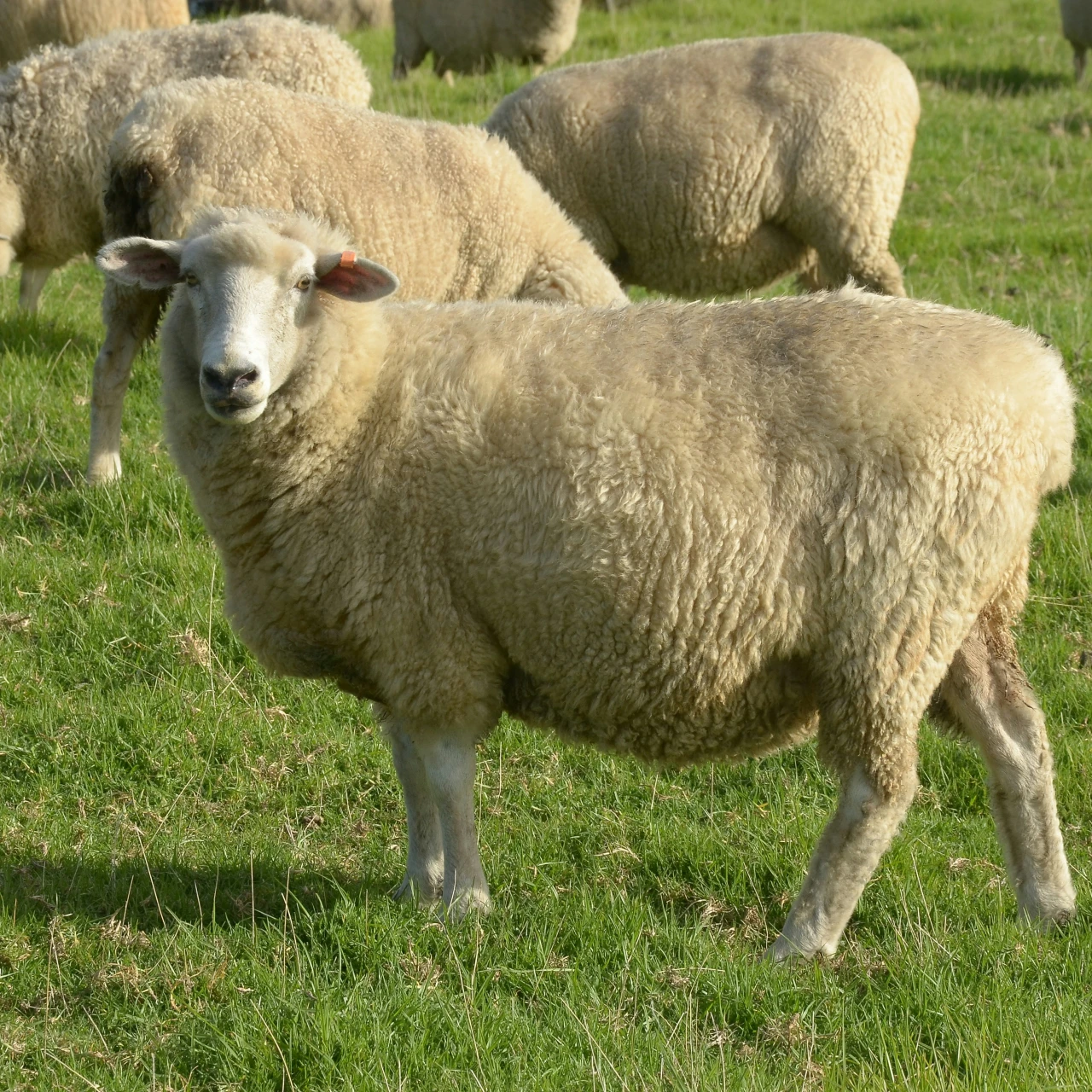 Udar groma usmrtio skoro 100 ovaca u švajcarskim Alpima