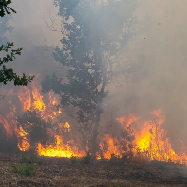 Efis sistem: Površina stradala u požarima u Francuskoj dostigla 70 hiljada hektara