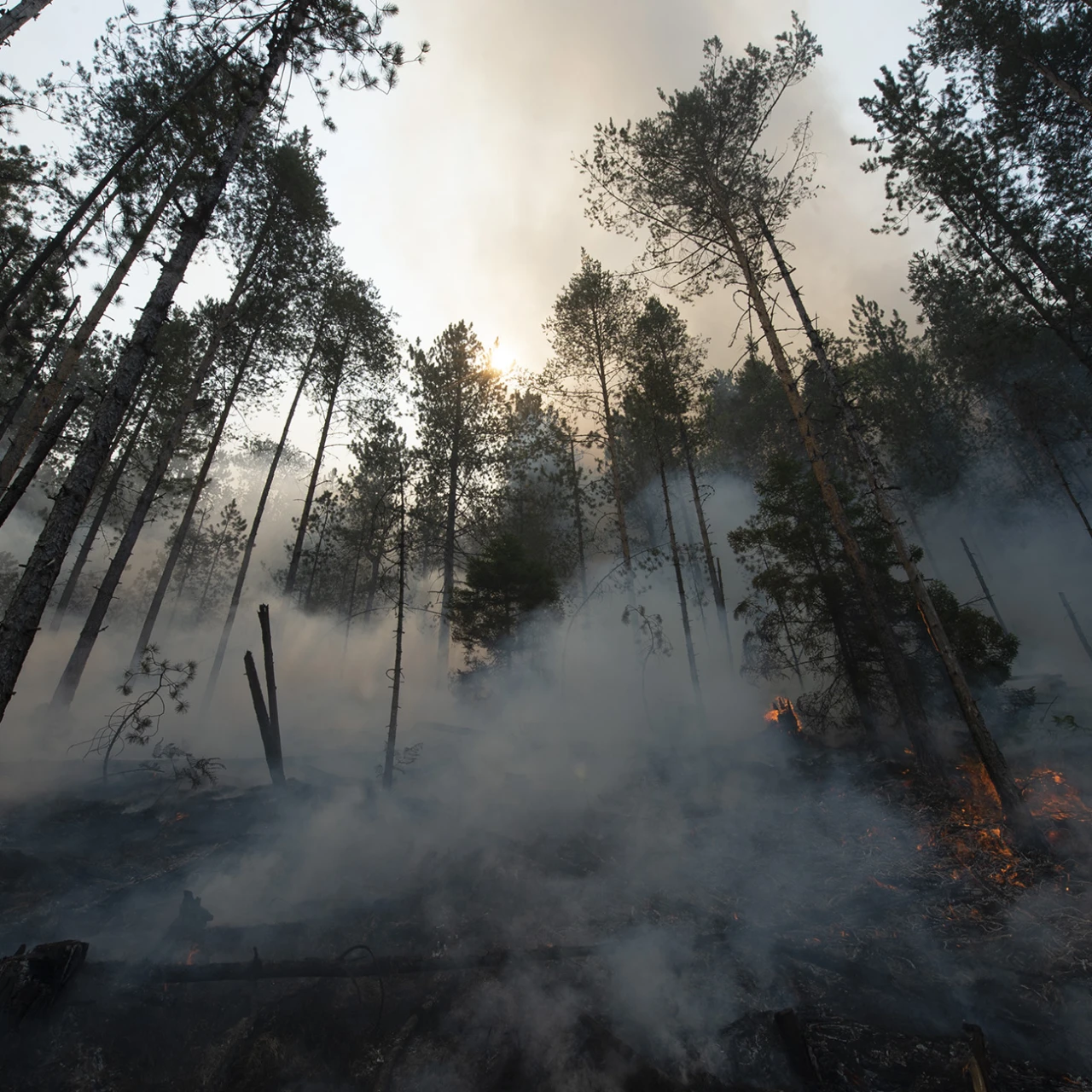 Srbijašume apeluju na građane da zaštite šume od požara