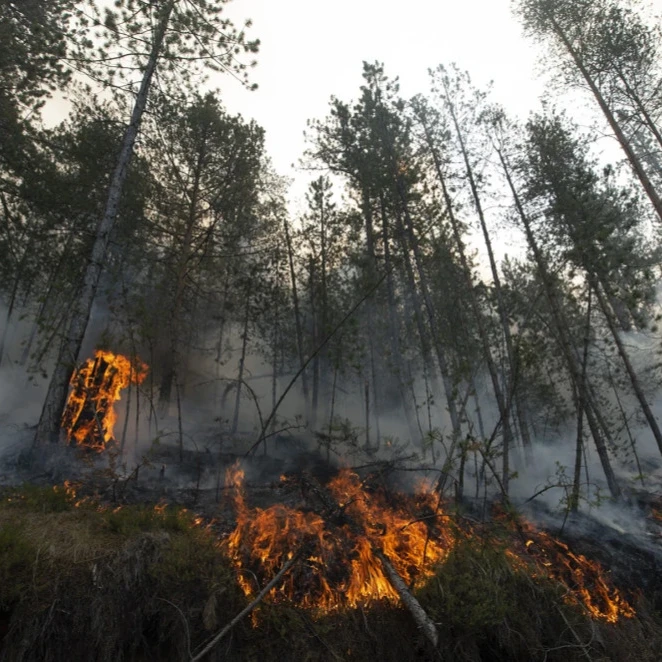Veliki požar izbio na ostrvu Vis u Hrvatskoj, gori borova šuma kod Komiže