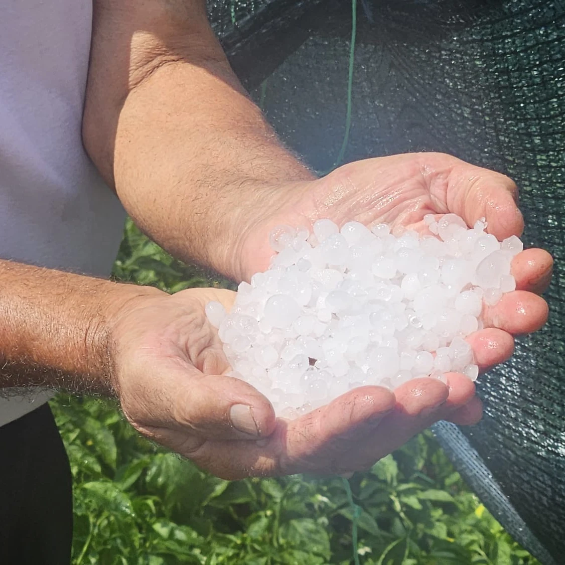 Jako nevreme sa gradom kod Prijepolja, velika šteta na usevima i voćnjacima