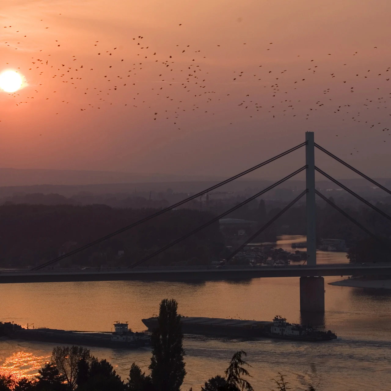Novi Sad na vodi: Zauzimanje javnih površina ili “hektar i po zelenila”? (VIDEO)