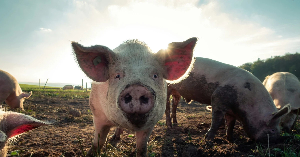 Srbija na listi zemalja koje ispunjavaju nove standarde EU za upotrebu veterinarskih lekova